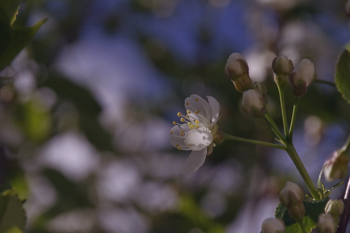 Цветы яблони - Сергей Швечков Цветы яблони - Сергей Швечков