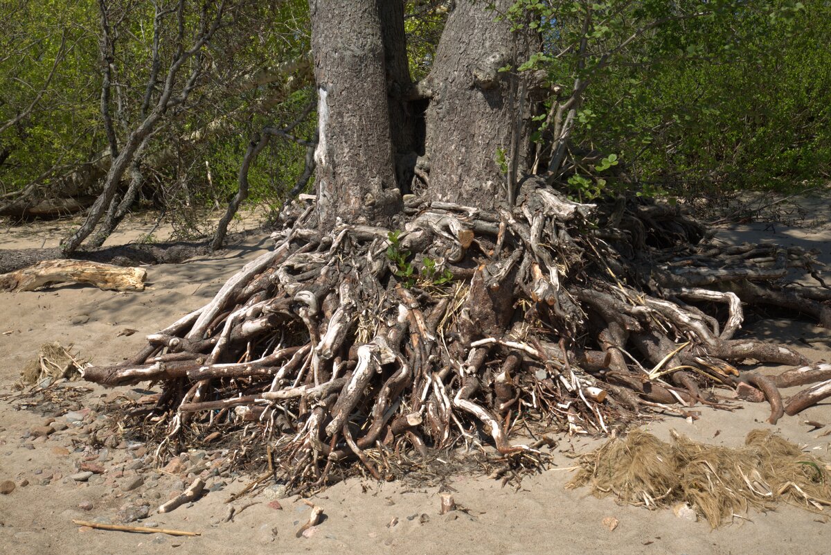 Корни - Танзиля Завьялова