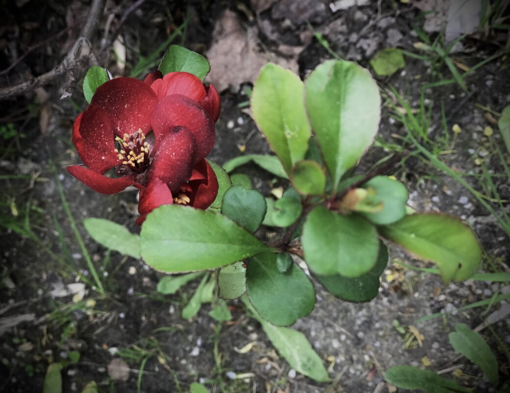 Айва - Любовь 