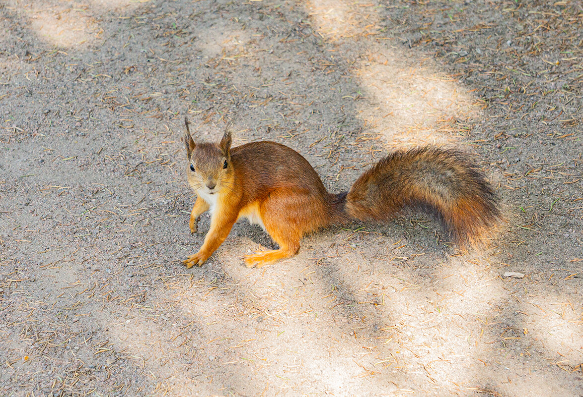 Рыжая шалунья. - Ирина Соловьёва Рыжая шалунья. - Ирина Соловьёва