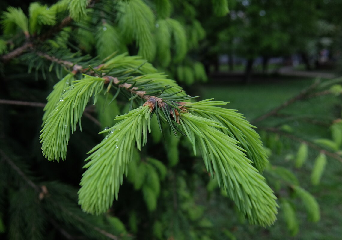 Молодо-зелено. - Люба Молодо-зелено. - Люба