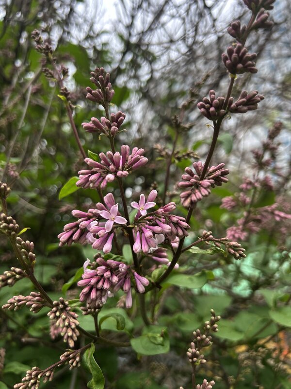 Сирень престон Басия - Oleg4618 Шутченко Сирень престон Басия - Oleg4618 Шутченко