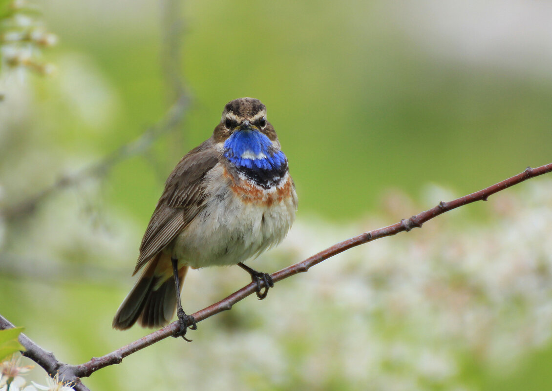 Варакушка - Ната Волга
