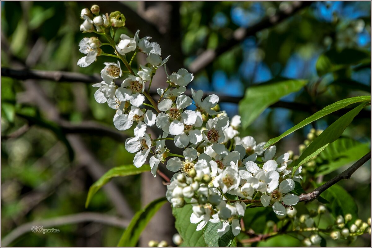 Май... - Aquarius - Сергей