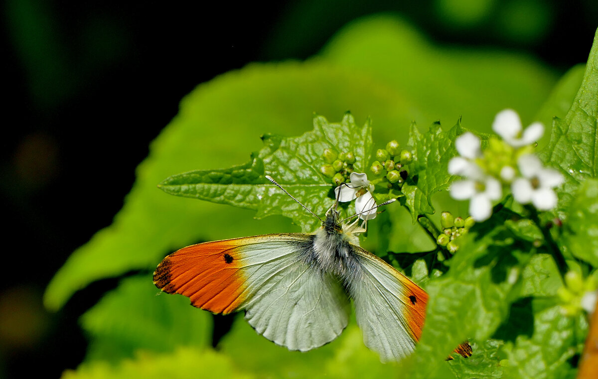 из сегодняшней съемки 4 - Александр Прокудин из сегодняшней съемки 4 - Александр Прокудин