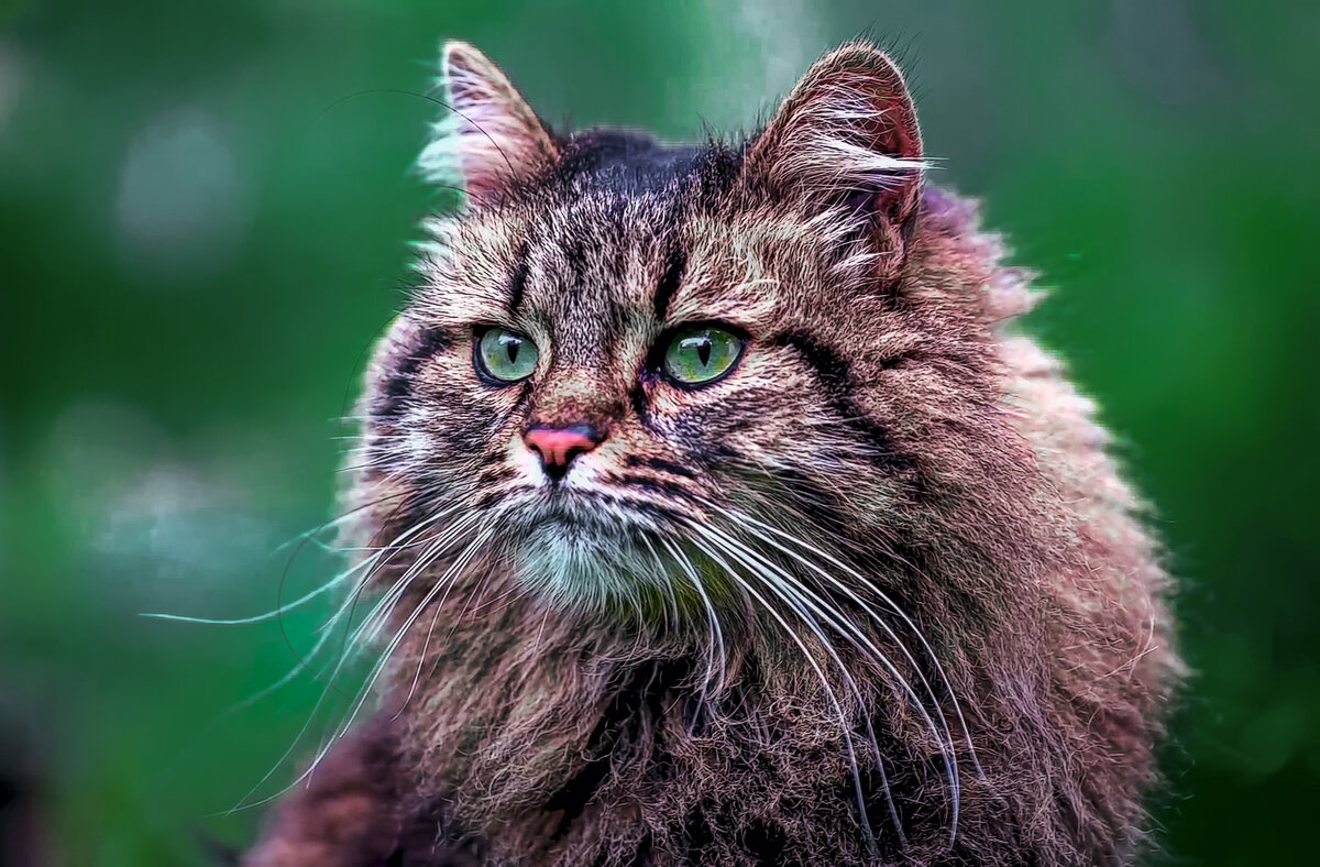 Сибирская кошка - Aleksey Afonin