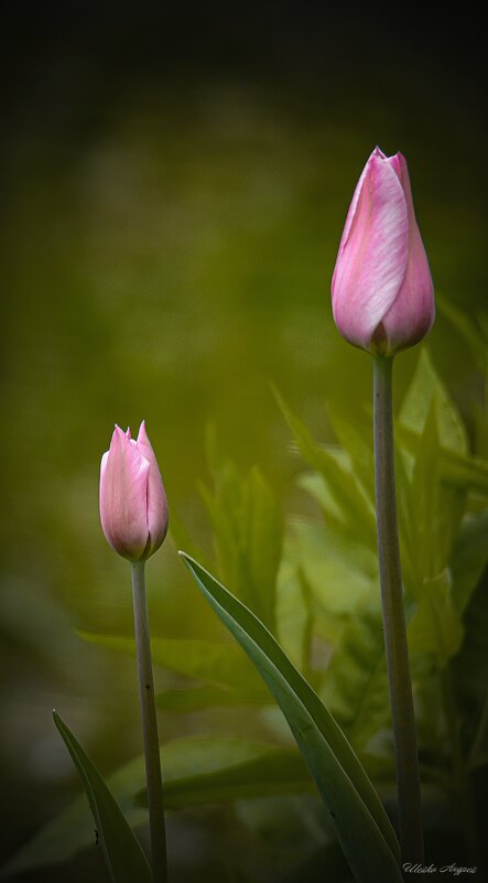 Тюльпаны - Андрей Шейко