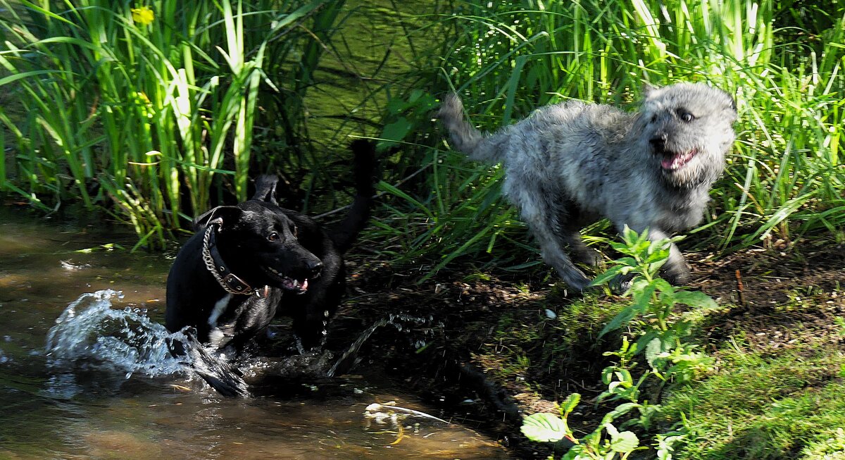 Собачьи радости - Владимир Манкер