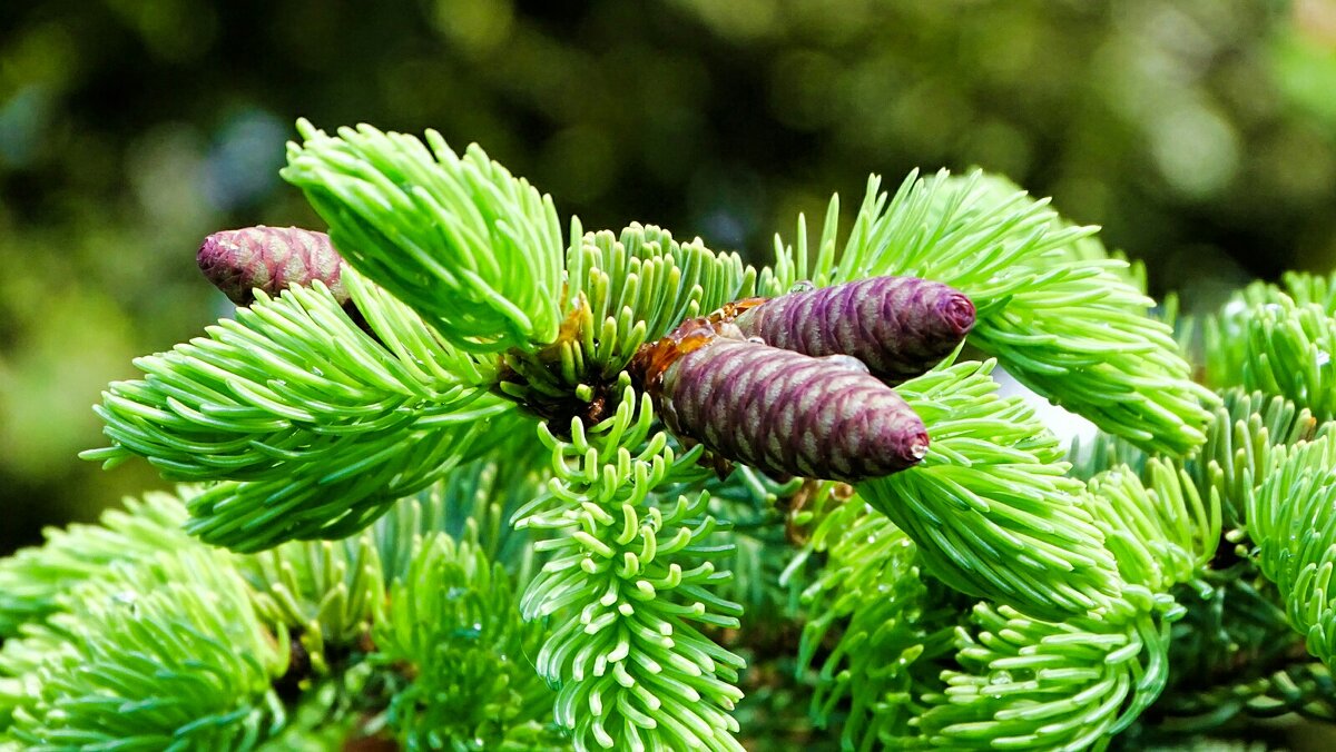 Молодые шишки ели. - Милешкин Владимир Алексеевич 