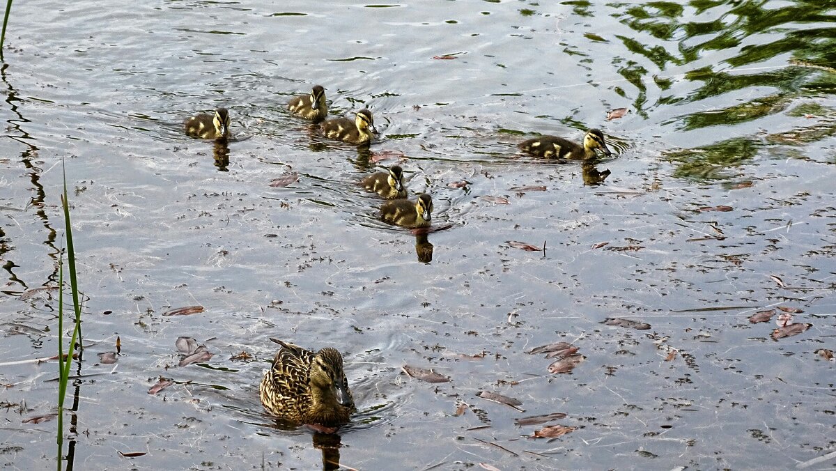 Кряква с выводком - Милешкин Владимир Алексеевич 