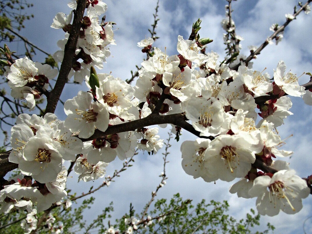 Цветущая войлочная вишня - Ольга Довженко