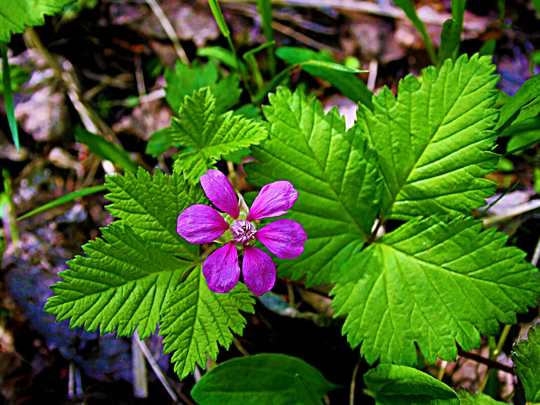 Июнь...Цветет княженика! - Владимир 