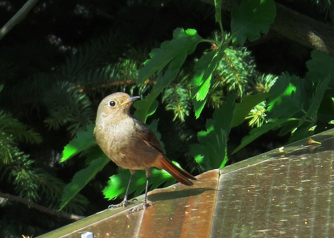 Горихвостка - Natali 