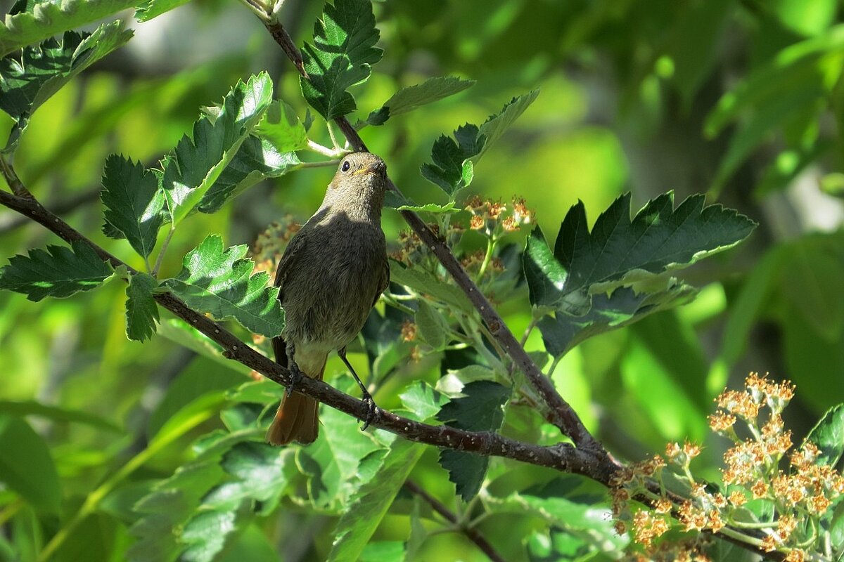 Среди листвы, в тенёчке ))) 3 - Natali 