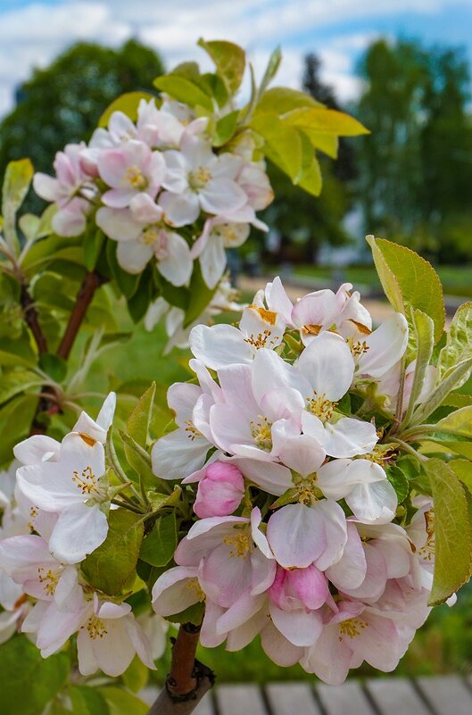 Яблоня в цвету - Ольга Яблоня в цвету - Ольга