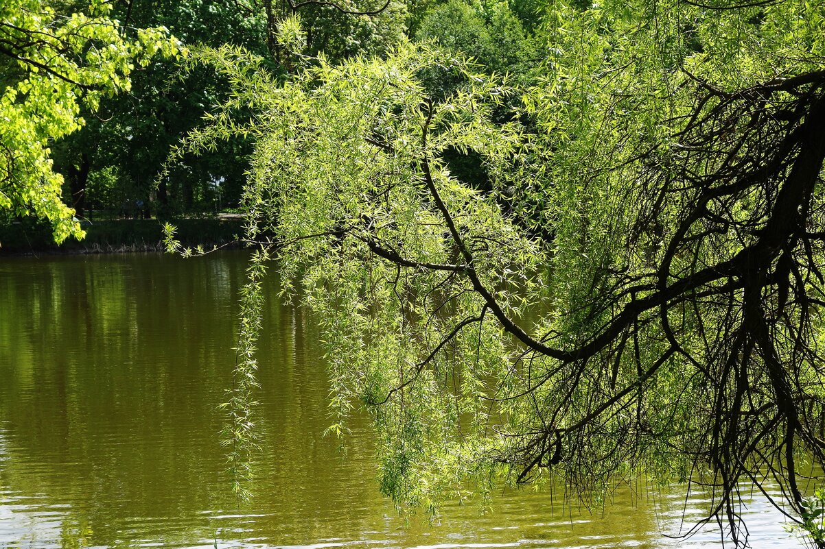 Майская зарисовка - Рита Симонова Майская зарисовка - Рита Симонова