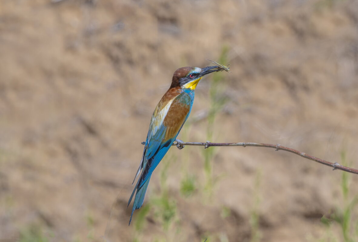 золотистые щурки - юрий макаров