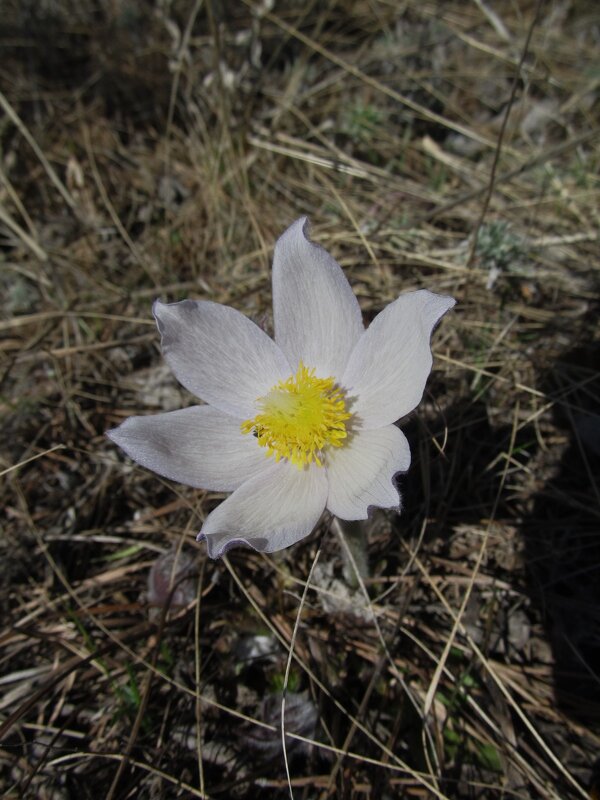прекрасная сон-трава - Елена Шаламова прекрасная сон-трава - Елена Шаламова