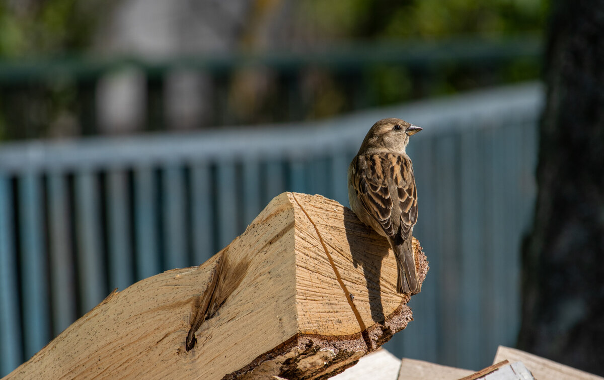 Воробей попазировал - Sergei Vikulov Воробей попазировал - Sergei Vikulov