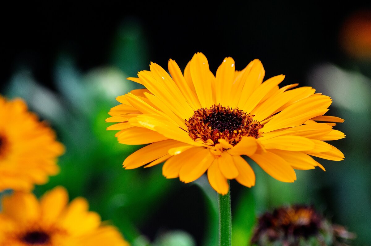 *** - Виктор Иванович Чернюк *** - Виктор Иванович Чернюк