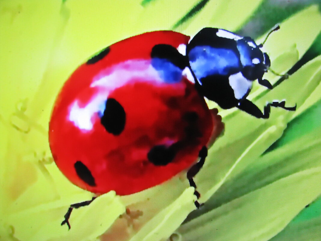 Божья коровка - Людмила Смородинская