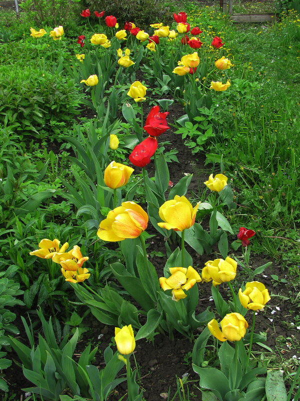 Красота в саду - Людмила Смородинская Красота в саду - Людмила Смородинская