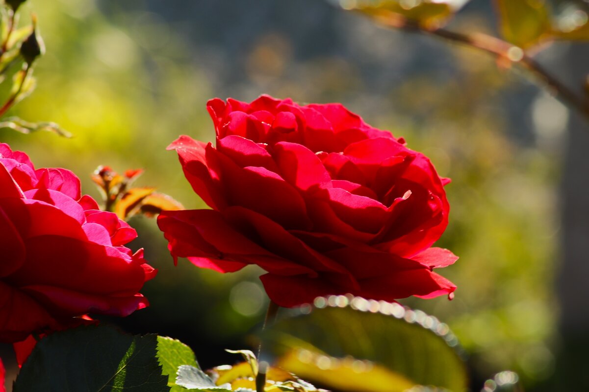 Доброе утро! - Юрий. Шмаков