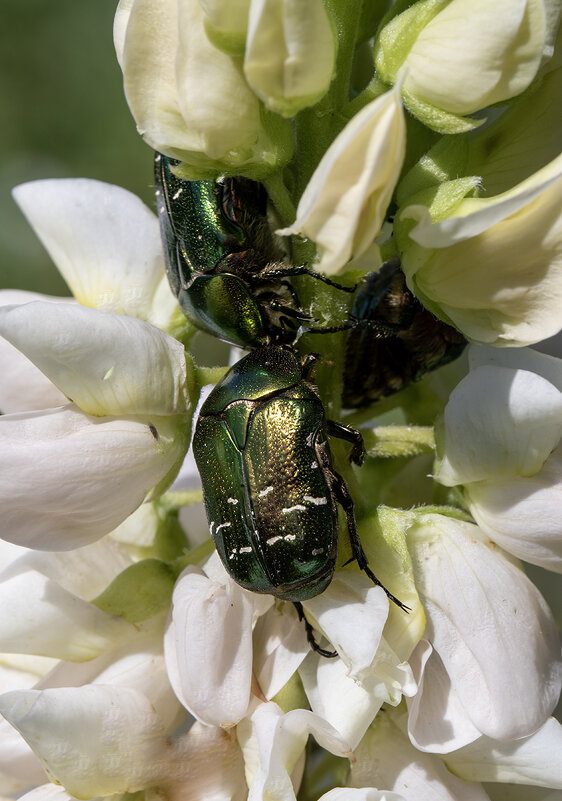 Весна! - Лилия * Весна! - Лилия *