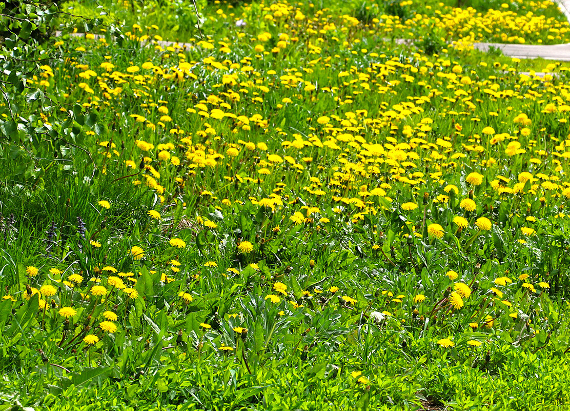 Одуванчиковый май - Светлана Одуванчиковый май - Светлана