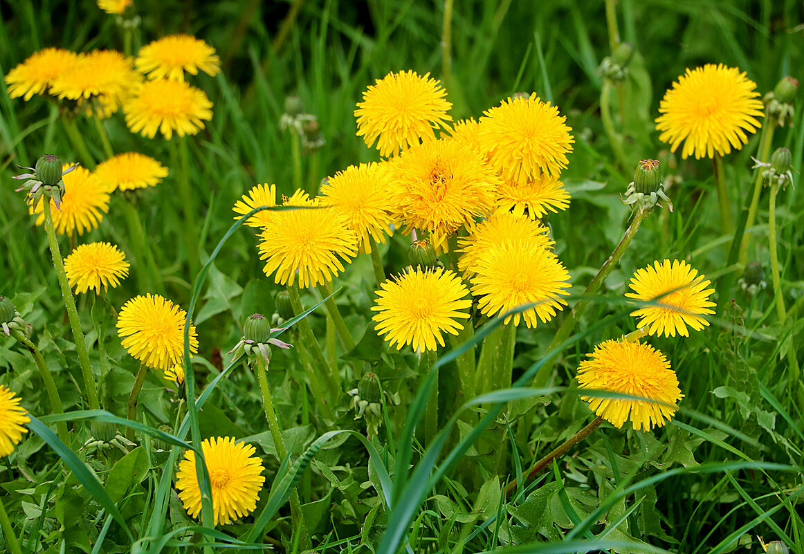 Одуванчиковый май - Светлана Одуванчиковый май - Светлана