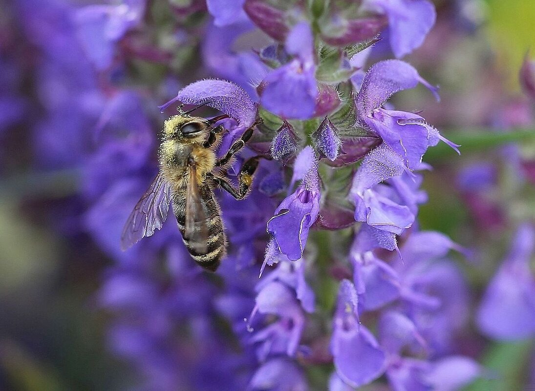 На шалфее - ZNatasha -