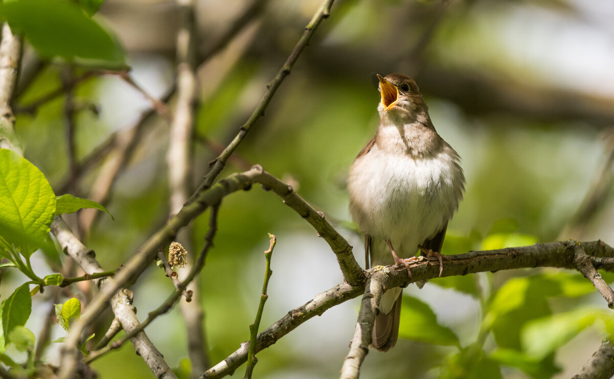 Соловей. - Владимир Безбородов