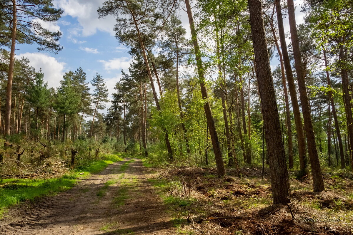 По лесу гуляя... - Николай Гирш По лесу гуляя... - Николай Гирш
