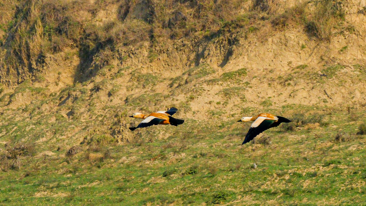 Летят летят ..... - Георгий А
