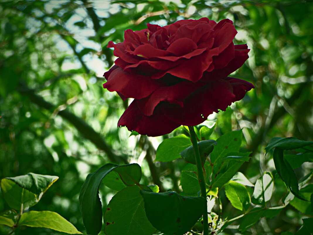 КРАСАВИЦЫ-РОЗЫ НА МОЁМ УЧАСТКЕ (5) - Елена Куприянова 