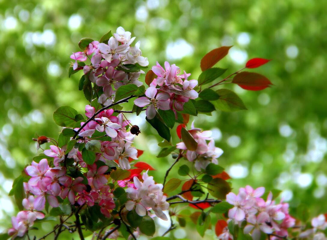 ** - Vlad Сергиевич