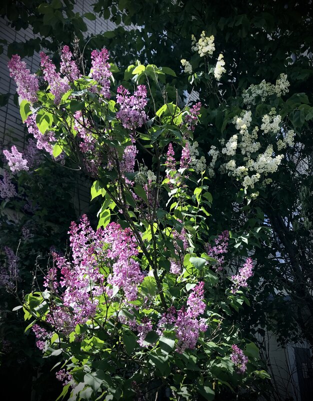 Весна с ароматом сирени.Чарует, волнует, пьянит,И кажется в эти мгновения, Всё к лучшему нам изменит - Любовь Весна с ароматом сирени.Чарует, волнует, пьянит,И кажется в эти мгновения, Всё к лучшему нам изменит - Любовь