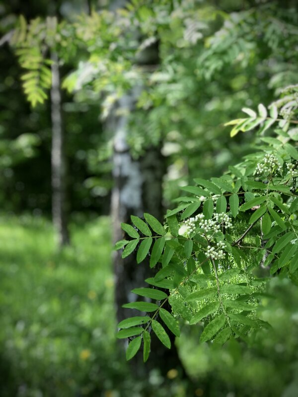 Рябиновое соцветие… - Любовь Рябиновое соцветие… - Любовь