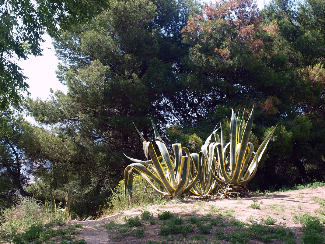 Испания. Барселона. - Владимир Драгунский