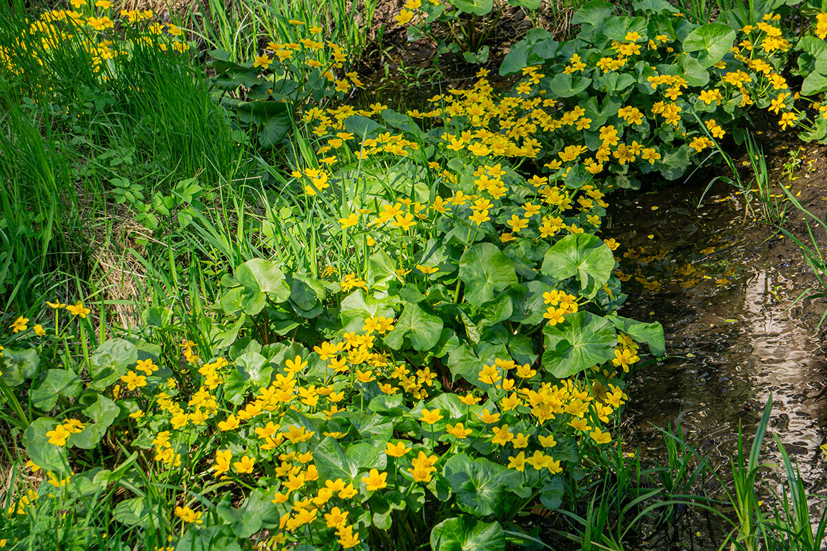 Весна - Ирина Соловьёва Весна - Ирина Соловьёва