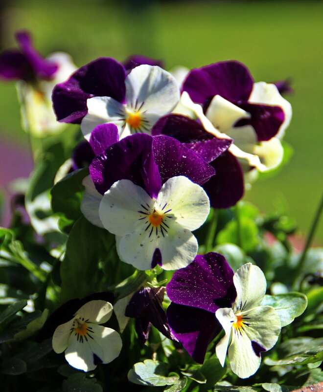 Кружатся в танце лепестки.. - Татьян@ Ивановна