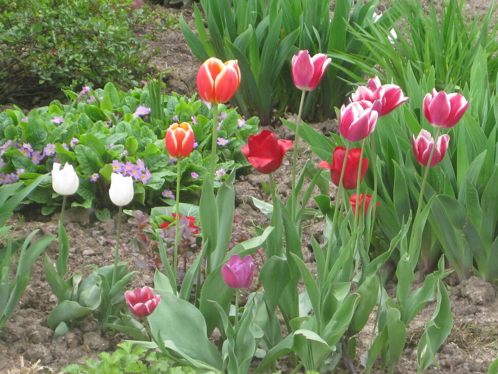 Тюльпаны - вестники весны - Дмитрий Никитин