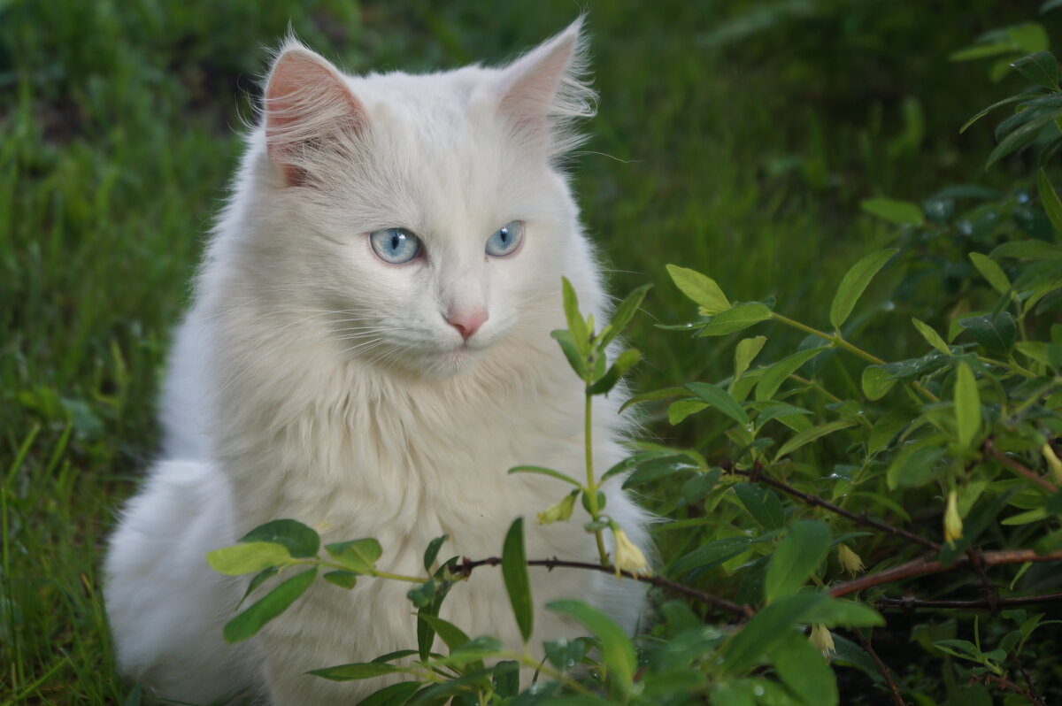 Кот Пушок - Сергей Ц