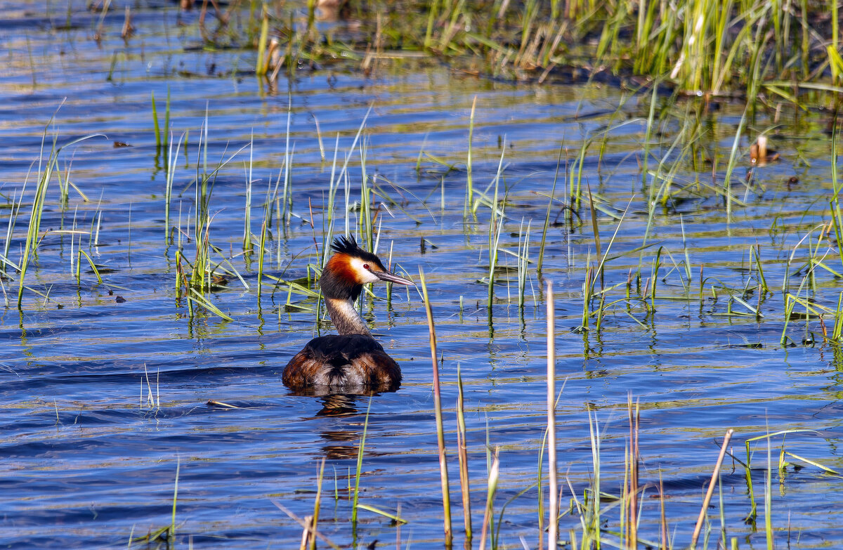 Большая поганка, или чомга. - Yuri Chudnovetz