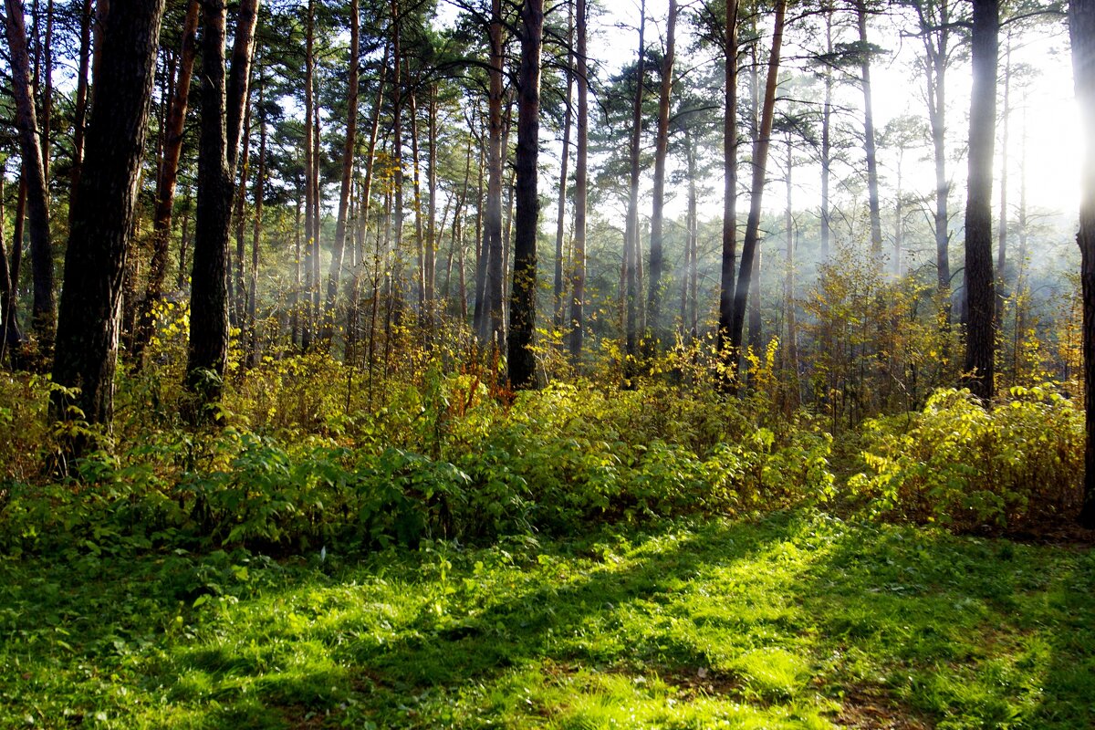 В парке летом - Сергей Швечков В парке летом - Сергей Швечков