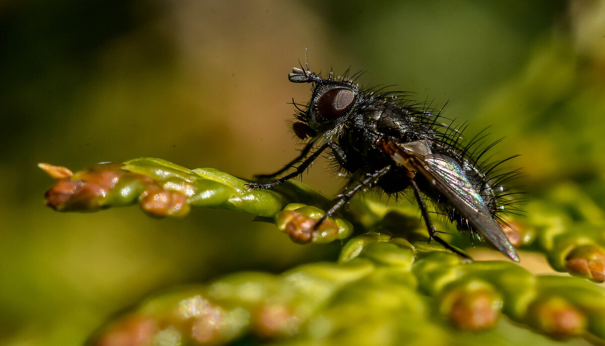 *** - Михаил. М.