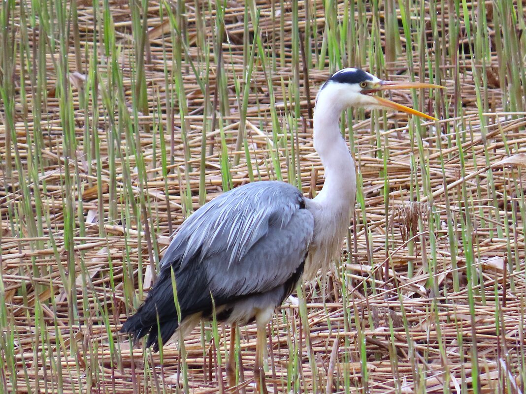 Серая цапля - Ольга Митрофанова Серая цапля - Ольга Митрофанова