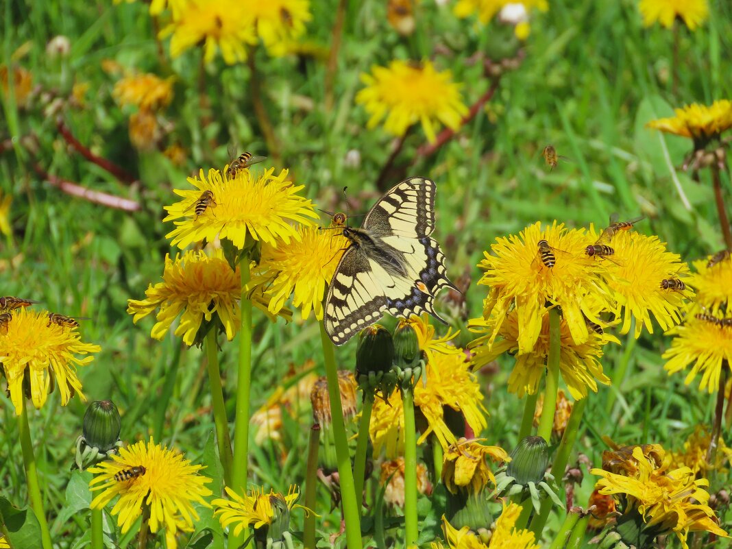 Веселая компашка - Ольга Митрофанова