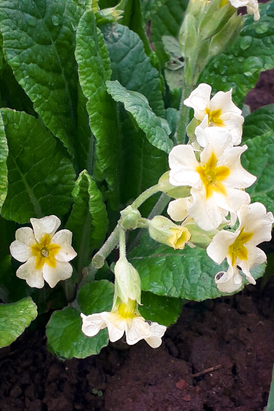 Примула. - Светлана Кузнецова