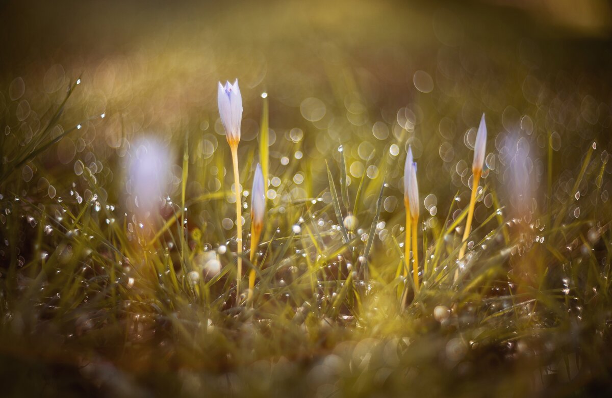 Осеннее пробуждение. - Анатолий Щербак Осеннее пробуждение. - Анатолий Щербак